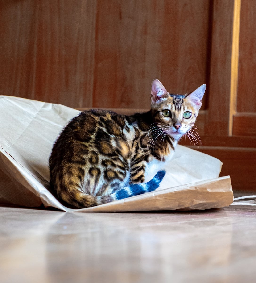 Bengal Cat