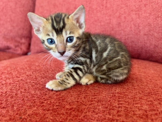 Kiara Sitting on Couch