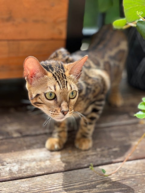 Nala on the Outdoor Deck