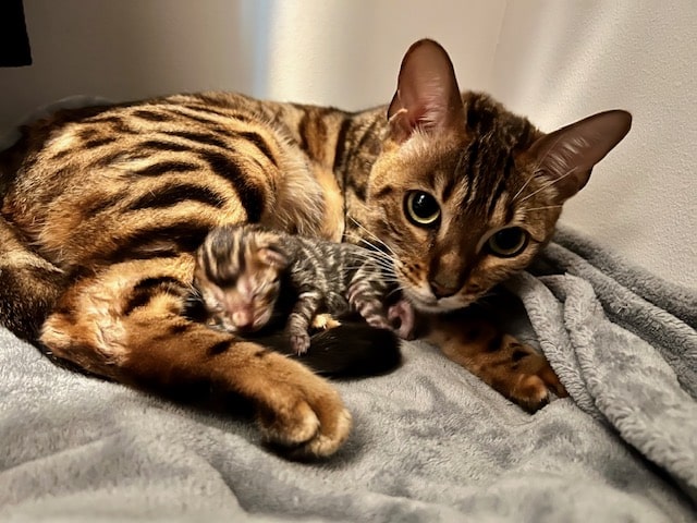 Bengal Cat Female