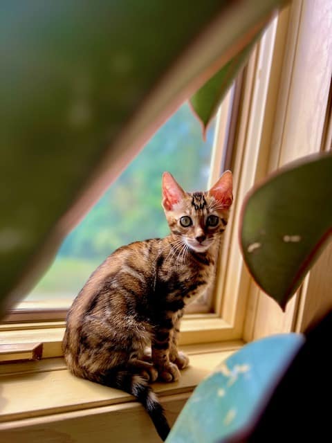 Nala Sitting on Window