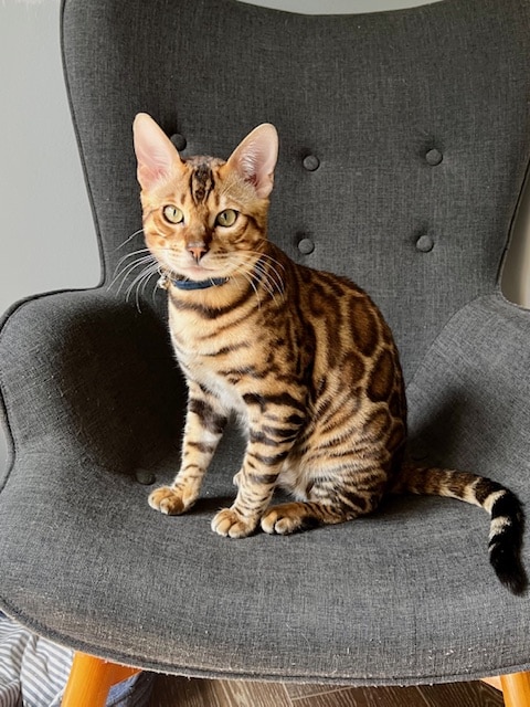 Bengal Cat