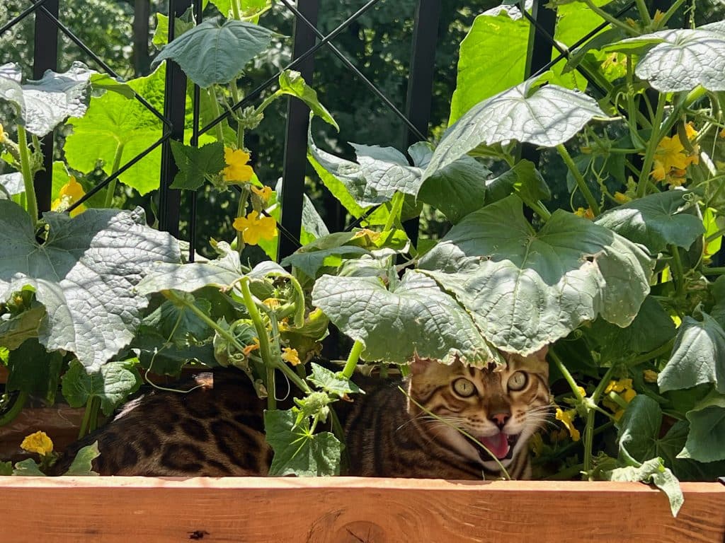 Simba in the Garden